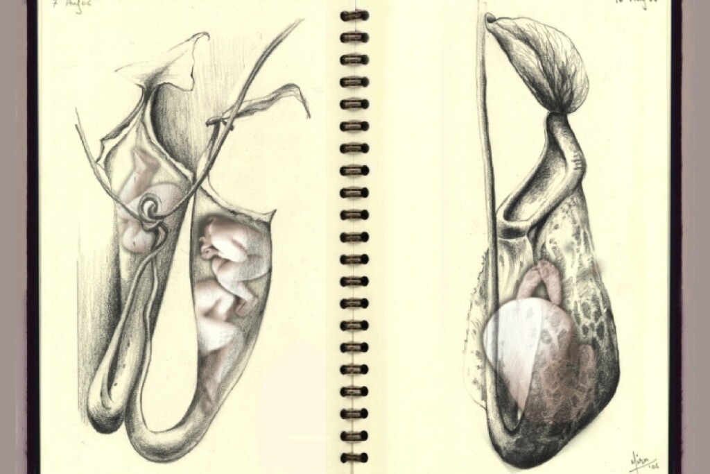 Nepenthes X mirabilis